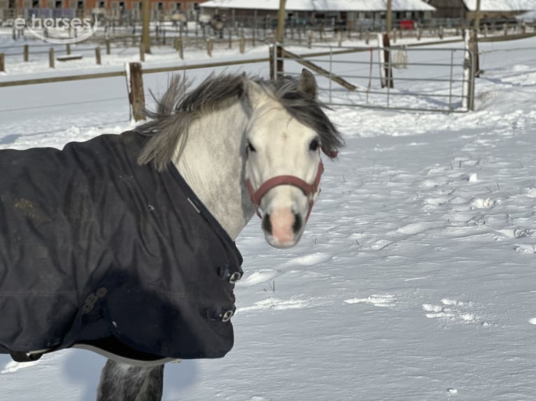 Galés-A Caballo castrado 6 años 120 cm Tordo in Dortmund