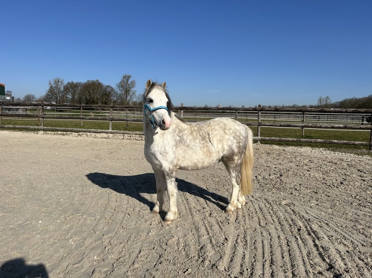 Galés-A Caballo castrado 6 años 120 cm Tordo in M&#xF6;nchengladbach