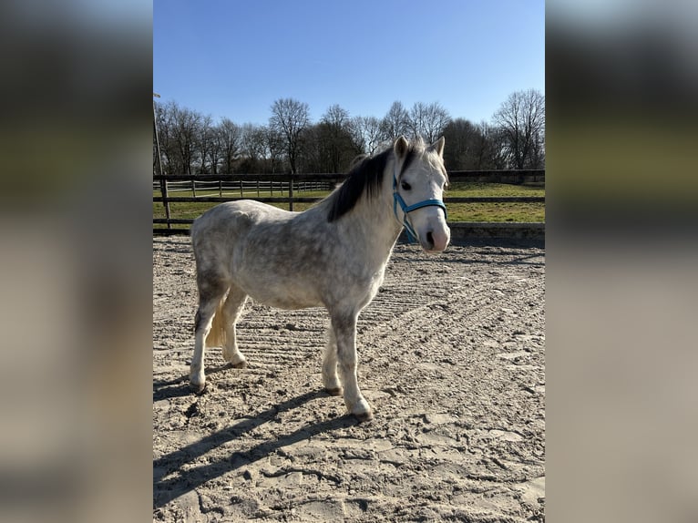 Galés-A Caballo castrado 6 años 120 cm Tordo in M&#xF6;nchengladbach