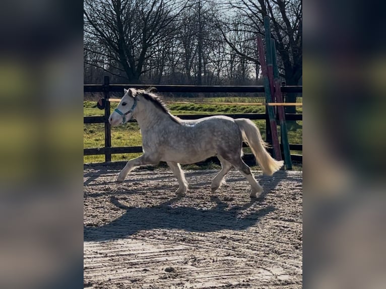 Galés-A Caballo castrado 6 años 120 cm Tordo in M&#xF6;nchengladbach