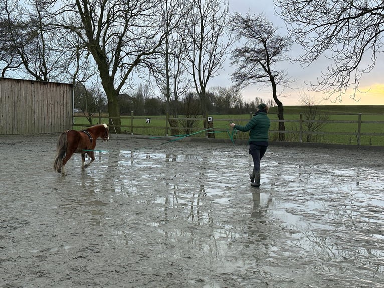 Galés-A Caballo castrado 6 años 121 cm Alazán in Nordermeldorf