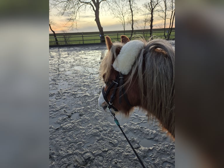 Galés-A Caballo castrado 6 años 121 cm Alazán in Nordermeldorf