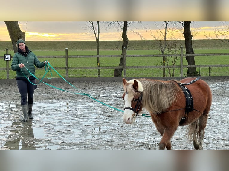 Galés-A Caballo castrado 6 años 121 cm Alazán in Nordermeldorf