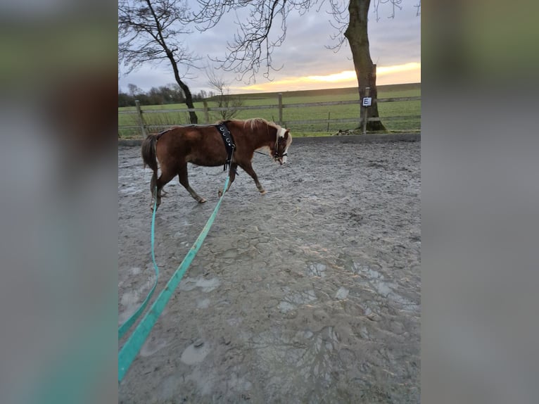 Galés-A Caballo castrado 6 años 121 cm Alazán in Nordermeldorf