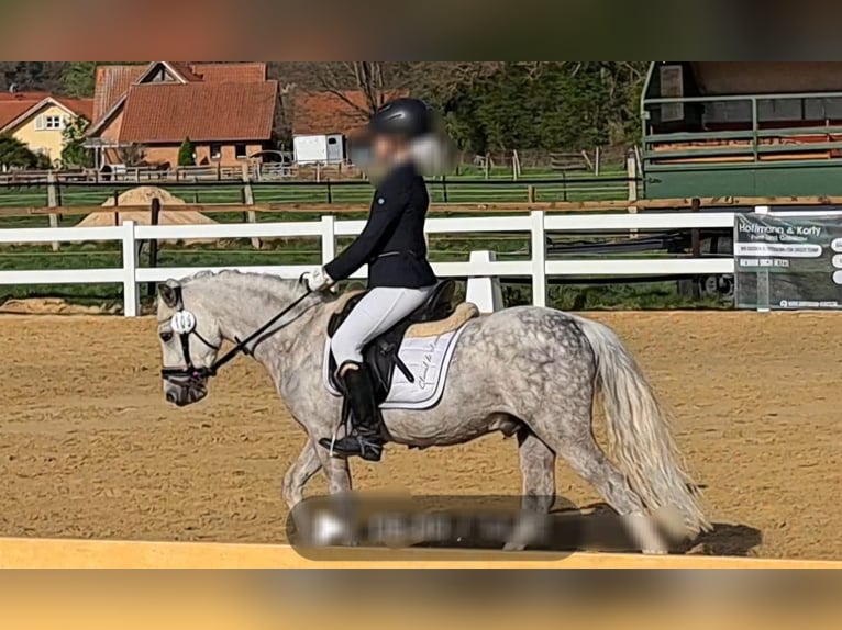 Galés-A Caballo castrado 6 años 121 cm Tordo rodado in Hannover