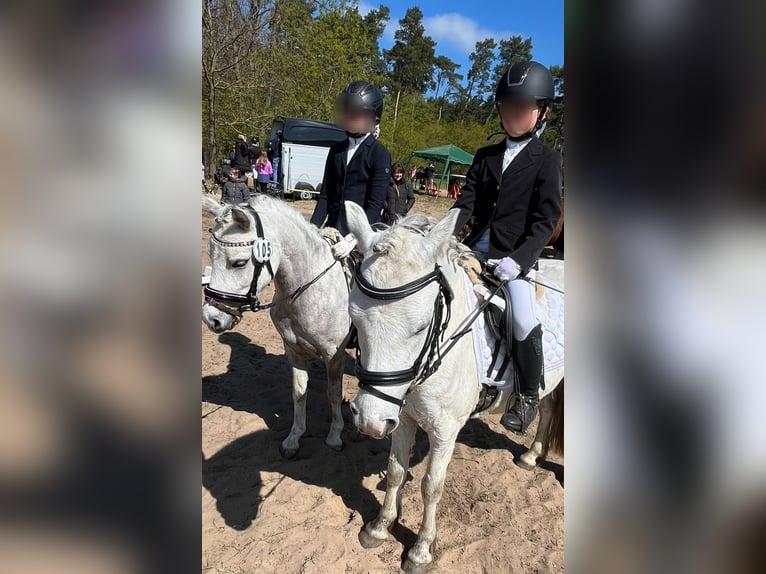 Galés-A Caballo castrado 6 años 121 cm Tordo rodado in Hannover