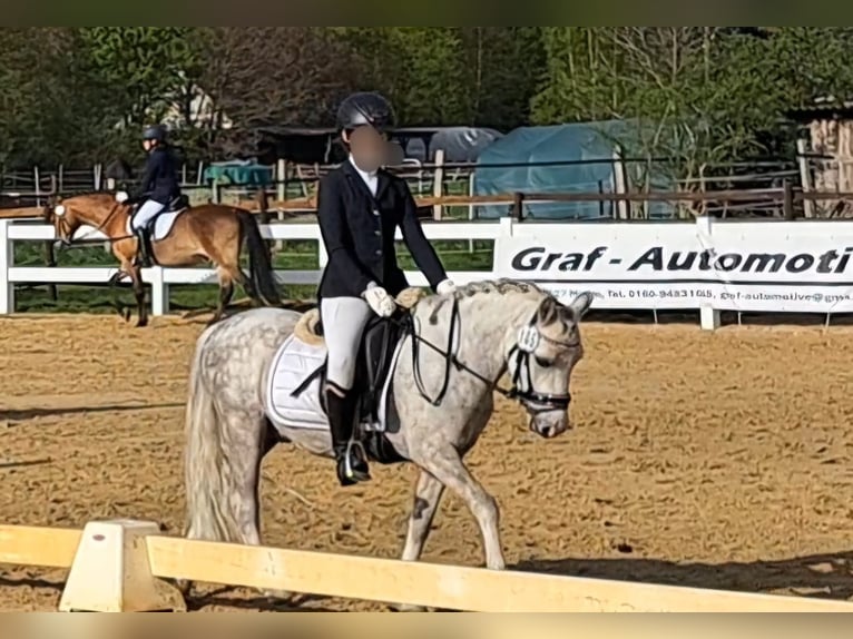 Galés-A Caballo castrado 6 años 121 cm Tordo rodado in Hannover