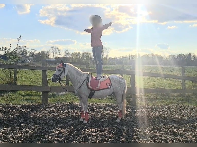 Galés-A Caballo castrado 6 años 121 cm Tordo rodado in Hannover