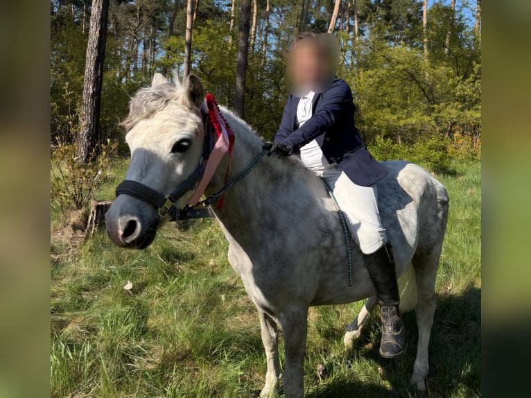 Galés-A Caballo castrado 6 años 121 cm Tordo rodado in Hannover