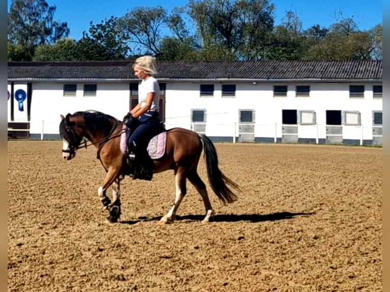 Galés-A Caballo castrado 6 años 122 cm Castaño in Schwalmstadt