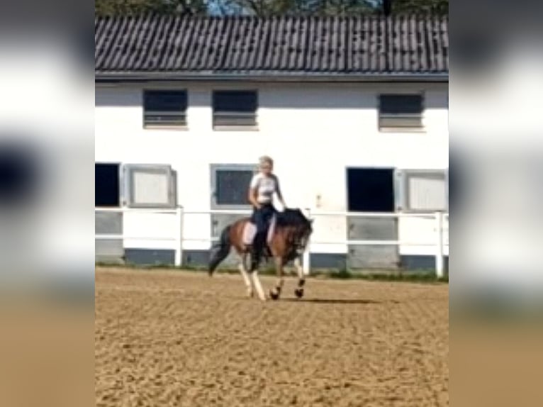 Galés-A Caballo castrado 6 años 122 cm Castaño in Schwalmstadt
