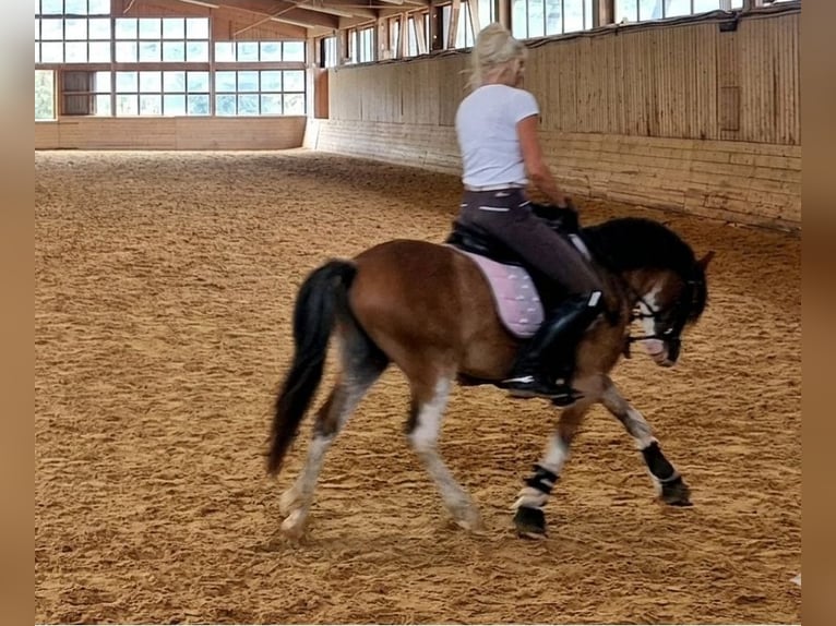 Galés-A Caballo castrado 6 años 122 cm Castaño in Schwalmstadt