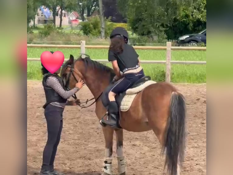 Galés-A Caballo castrado 6 años 122 cm Castaño in Schwalmstadt