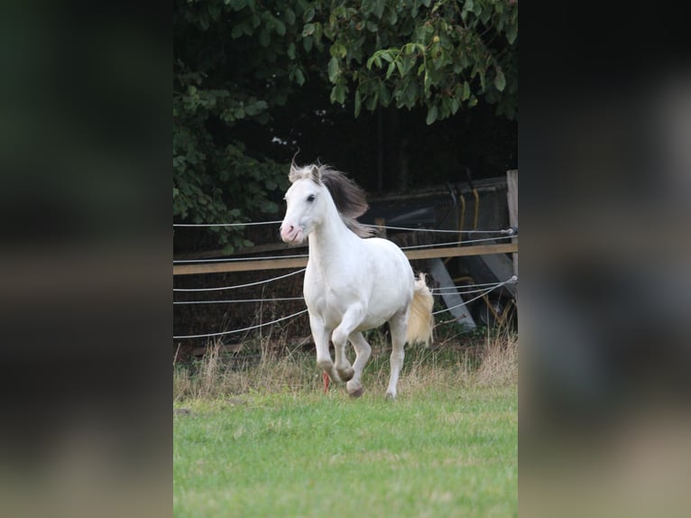 Galés-A Caballo castrado 6 años 122 cm Tordo rodado in Dortmund