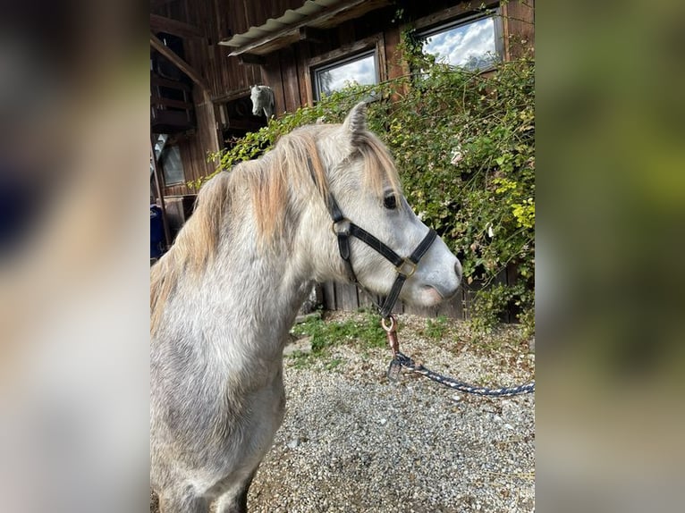 Galés-A Caballo castrado 6 años 123 cm Tordo in Loiching