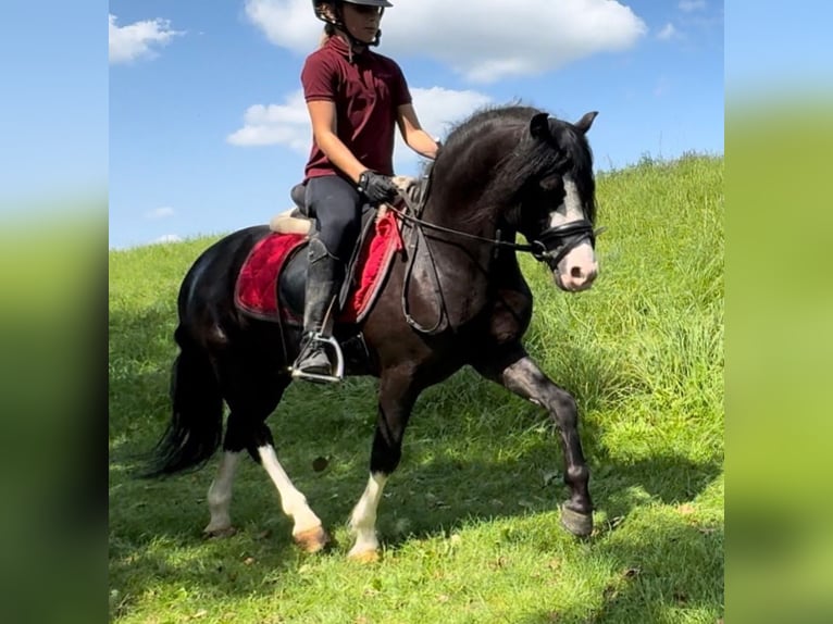 Galés-A Caballo castrado 6 años 124 cm Negro in Ammerzoden