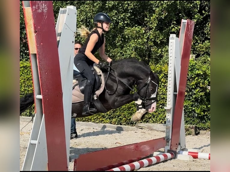 Galés-A Caballo castrado 6 años 124 cm Negro in Ammerzoden