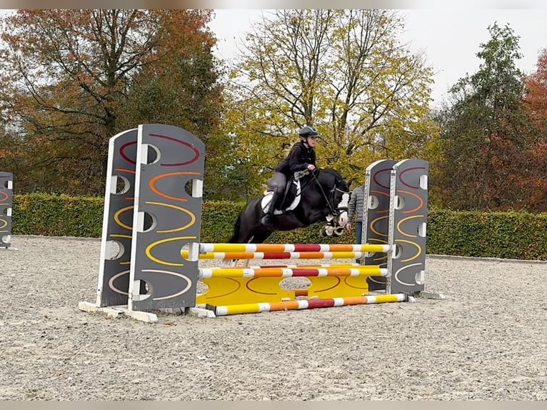 Galés-A Caballo castrado 6 años 124 cm Negro in Ammerzoden