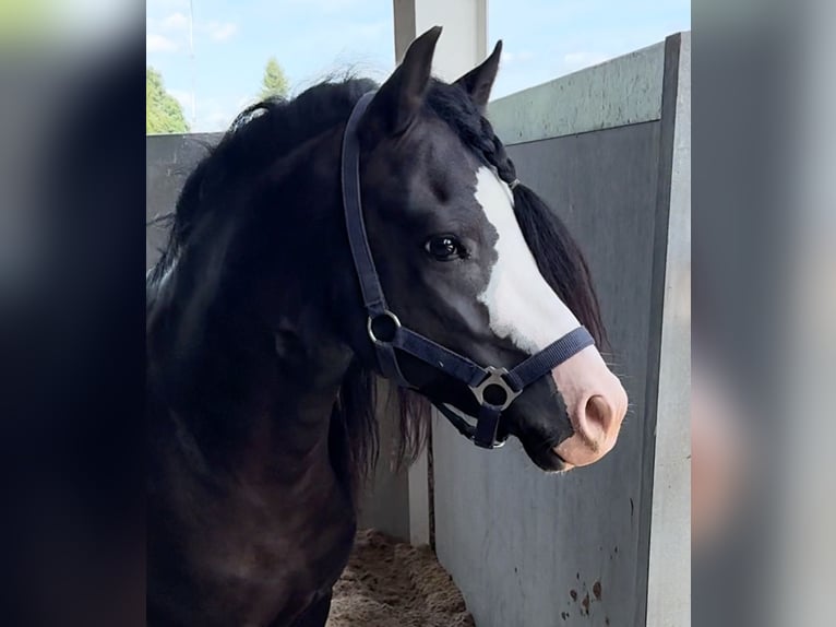 Galés-A Caballo castrado 6 años 124 cm Negro in Ammerzoden