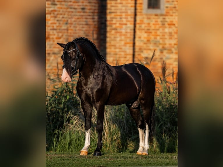 Galés-A Caballo castrado 6 años 124 cm Negro in Ammerzoden