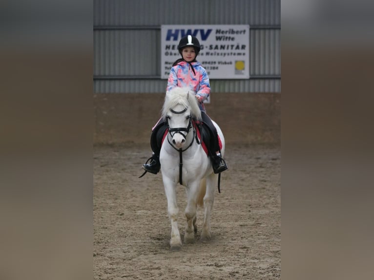 Galés-A Caballo castrado 6 años 124 cm Tordo in Wildeshausen