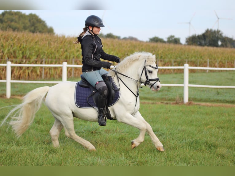 Galés-A Caballo castrado 6 años 124 cm Tordo in Wildeshausen