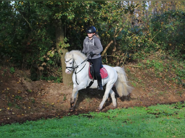 Galés-A Caballo castrado 6 años 124 cm Tordo in Wildeshausen