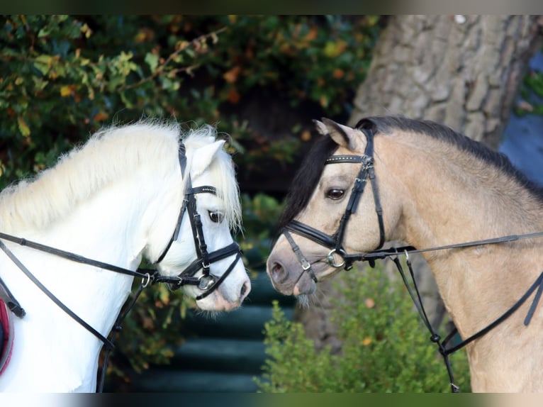 Galés-A Caballo castrado 6 años 124 cm Tordo in Wildeshausen