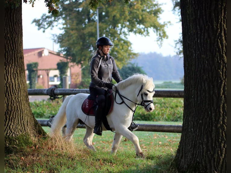 Galés-A Caballo castrado 6 años 124 cm Tordo in Wildeshausen