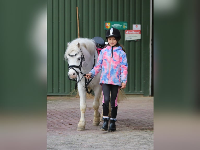 Galés-A Caballo castrado 6 años 124 cm Tordo in Wildeshausen