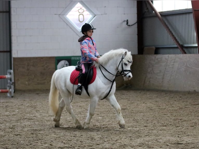 Galés-A Caballo castrado 6 años 124 cm Tordo in Wildeshausen