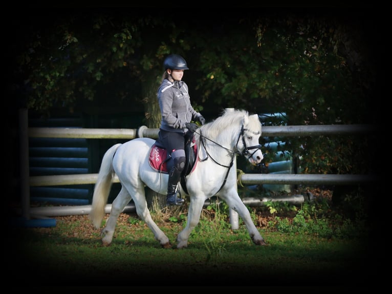 Galés-A Caballo castrado 6 años 124 cm Tordo in Wildeshausen