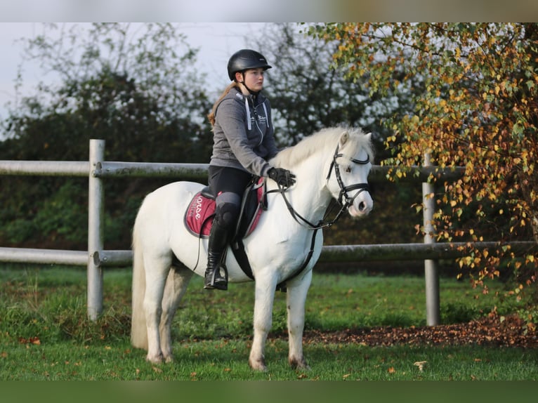 Galés-A Caballo castrado 6 años 124 cm Tordo in Wildeshausen