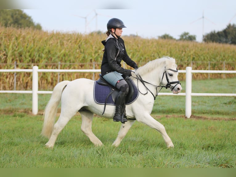 Galés-A Caballo castrado 6 años 124 cm Tordo in Wildeshausen