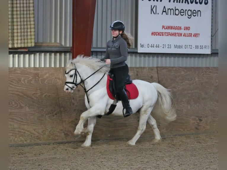 Galés-A Caballo castrado 6 años 124 cm Tordo in Wildeshausen