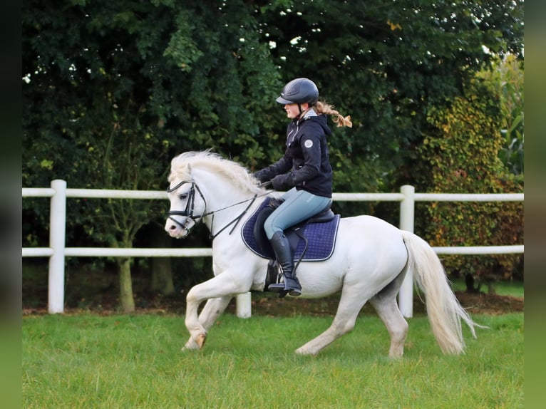 Galés-A Caballo castrado 6 años 124 cm Tordo in Wildeshausen