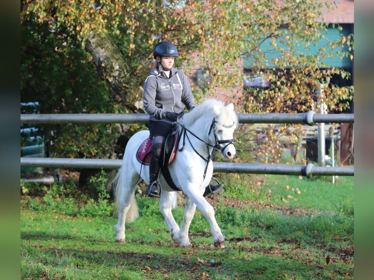 Galés-A Caballo castrado 6 años 124 cm Tordo in Wildeshausen