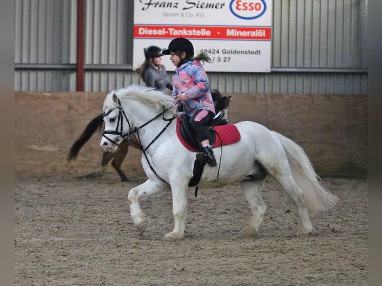 Galés-A Caballo castrado 6 años 124 cm Tordo in Wildeshausen