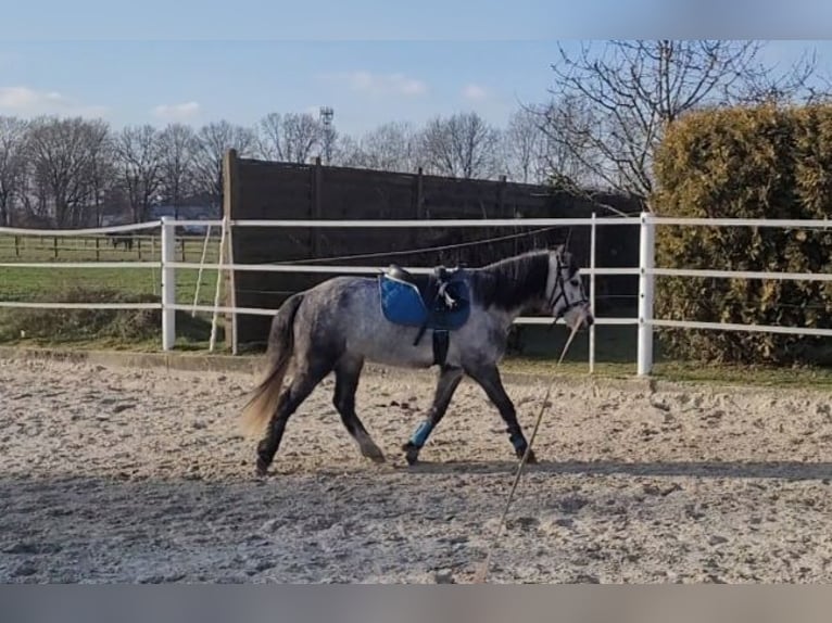 Galés-A Mestizo Caballo castrado 6 años 125 cm Tordo in Ahausen