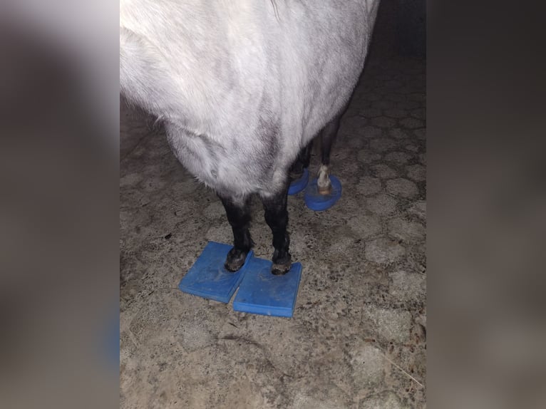 Galés-A Mestizo Caballo castrado 6 años 125 cm Tordo in Ahausen