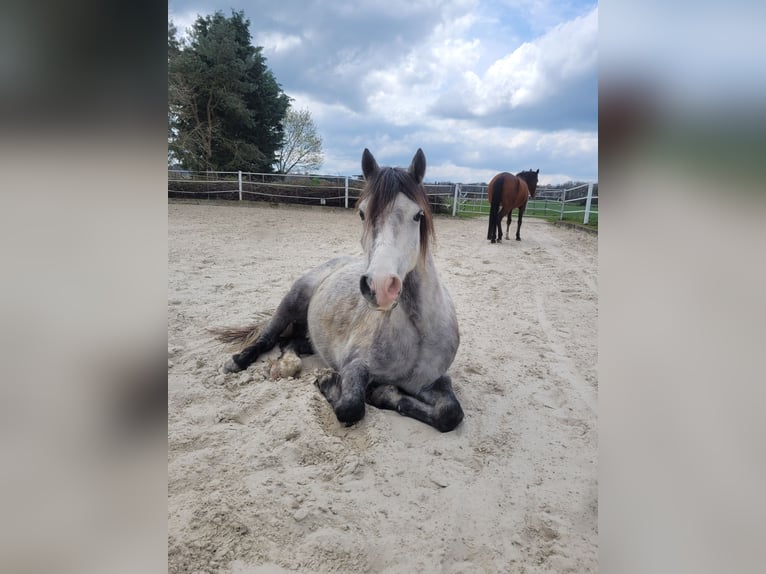 Galés-A Mestizo Caballo castrado 6 años 125 cm Tordo in Ahausen