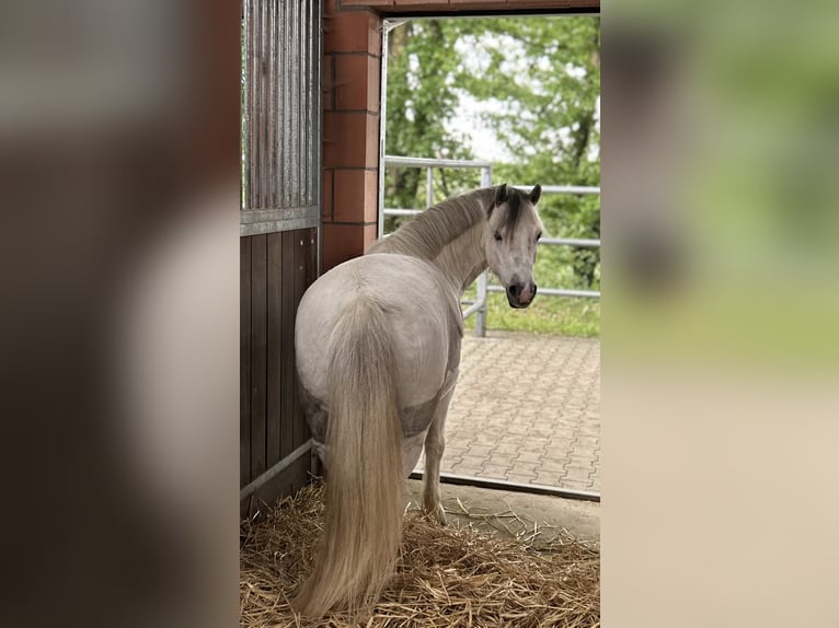 Galés-A Caballo castrado 6 años 126 cm Tordo in Heidenrod