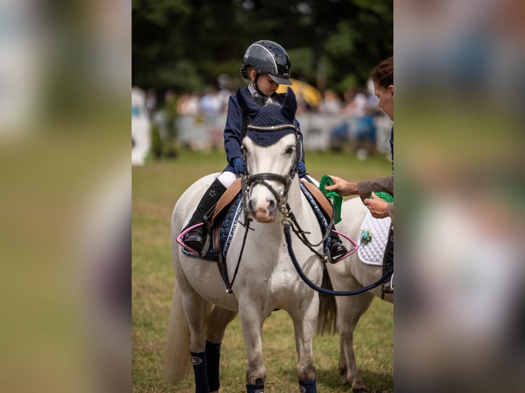 Galés-A Caballo castrado 6 años 128 cm Tordo in Meppen