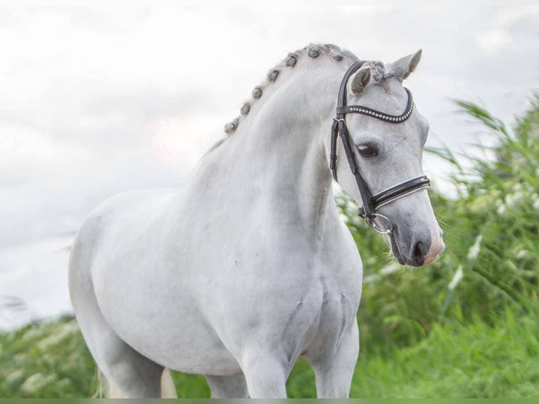 Galés-A Caballo castrado 6 años 128 cm Tordo in Meppen