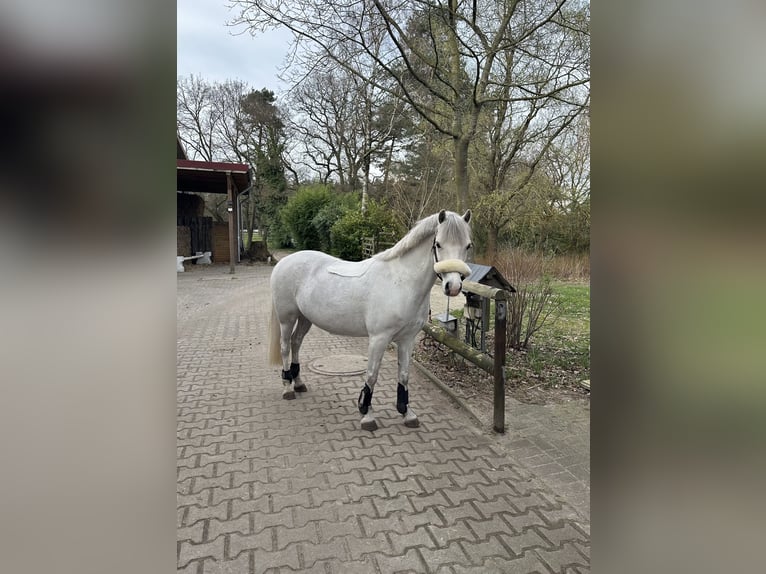 Galés-A Caballo castrado 6 años 128 cm Tordo in Meppen