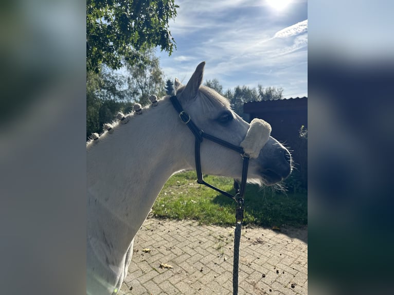 Galés-A Caballo castrado 6 años 128 cm Tordo in Meppen