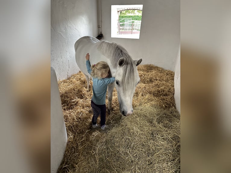 Galés-A Caballo castrado 6 años 128 cm Tordo in Meppen