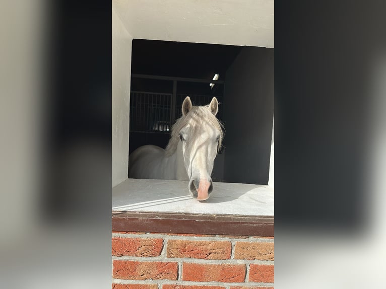 Galés-A Caballo castrado 6 años 128 cm Tordo in Meppen