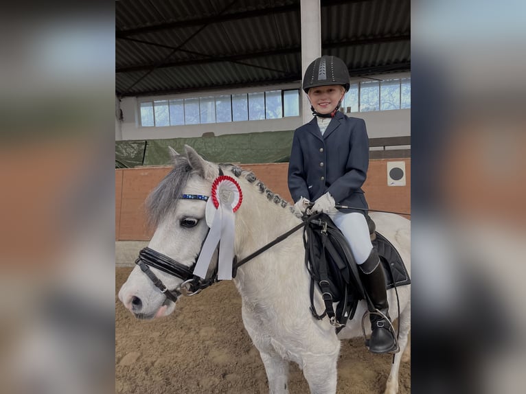 Galés-A Caballo castrado 7 años 112 cm Tordo in Neustadt am R&#xFC;benberge