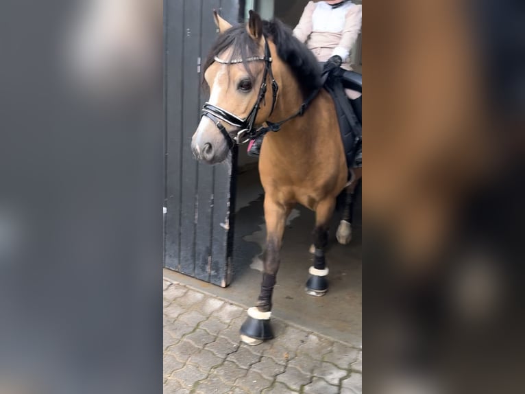 Galés-A Caballo castrado 7 años 114 cm Buckskin/Bayo in Middelfart